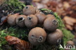 Peervormige stuifzwam (Lycoperdon pyriforme)