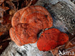 Vermiljoenhoutzwam (Pycnoporus cinnabarinus)