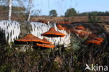 Cinnabar Bracket (Pycnoporus cinnabarinus)