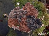 Turkey Tail (Trametes versicolor)