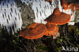 Cinnabar Bracket (Pycnoporus cinnabarinus)