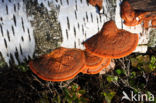 Cinnabar Bracket (Pycnoporus cinnabarinus)