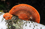 Cinnabar Bracket (Pycnoporus cinnabarinus)