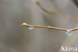 Hazelaar (Corylus avellana)