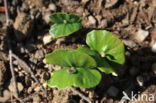 Beech (Fagus sylvatica)