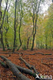 Beuk (Fagus sylvatica)