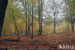 Beech (Fagus sylvatica)