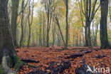 Beech (Fagus sylvatica)