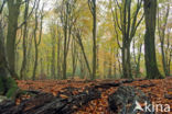 Beech (Fagus sylvatica)