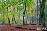 Beech (Fagus sylvatica)