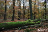 Beuk (Fagus sylvatica)