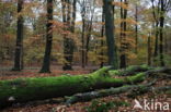 Beech (Fagus sylvatica)