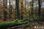Beuk (Fagus sylvatica)