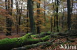 Beech (Fagus sylvatica)