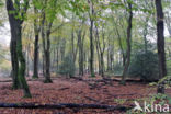 Beuk (Fagus sylvatica)