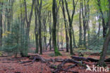 Beuk (Fagus sylvatica)