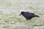 Roek (Corvus frugilegus)