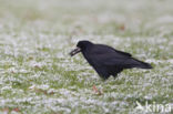 Roek (Corvus frugilegus)