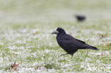 Rook (Corvus frugilegus)