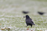 Rook (Corvus frugilegus)