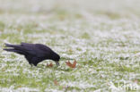 Rook (Corvus frugilegus)