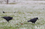 Rook (Corvus frugilegus)