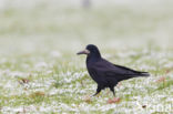 Rook (Corvus frugilegus)