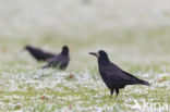 Rook (Corvus frugilegus)