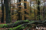 Beech (Fagus sylvatica)