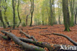 Beech (Fagus sylvatica)