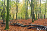 Beech (Fagus sylvatica)