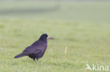 Rook (Corvus frugilegus)