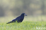 Rook (Corvus frugilegus)