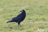 Rook (Corvus frugilegus)