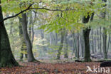 Beech (Fagus sylvatica)