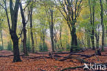 Beech (Fagus sylvatica)