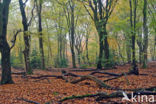 Beech (Fagus sylvatica)