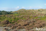 Black Crowberry (Empetrum nigrum)