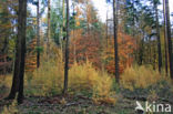 Japanese Larch (Larix kaempferi)