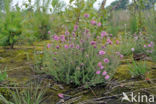 Cross-leaved Heather (Erica tetralix)