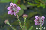 Cross-leaved Heather (Erica tetralix)