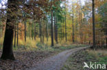 Japanese Larch (Larix kaempferi)