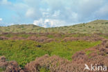 Black Crowberry (Empetrum nigrum)