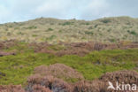 Black Crowberry (Empetrum nigrum)