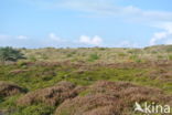 Black Crowberry (Empetrum nigrum)