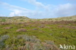 Black Crowberry (Empetrum nigrum)