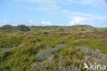 Black Crowberry (Empetrum nigrum)