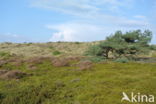 Black Crowberry (Empetrum nigrum)