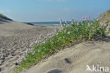 Sea Rocket (Cakile maritima)