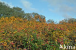 Japanese Rose (Rosa rugosa)